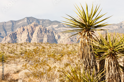 Desert Mountains with Cactus in Foreground
