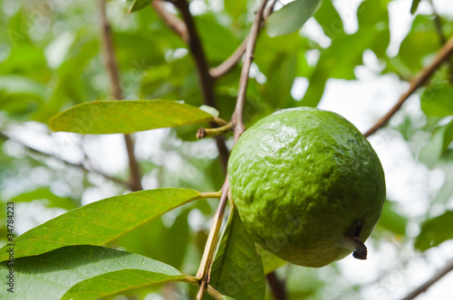 Wallpaper Mural guava on tree Torontodigital.ca
