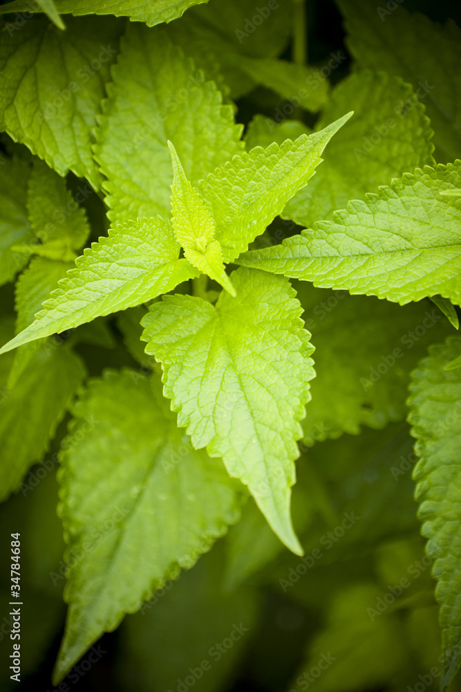 Mint Mint