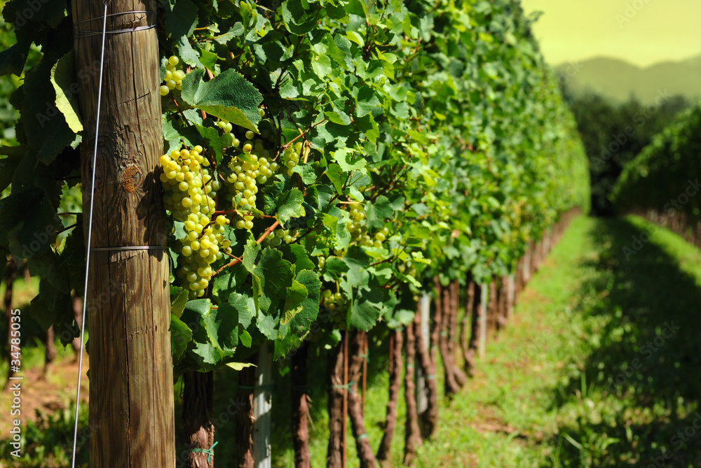 Italian Vineyard