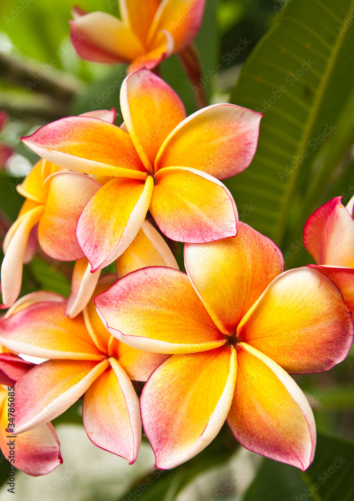 Plumeria flowers Plumeria flowers