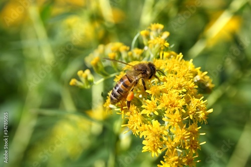 Bee on yellow flower