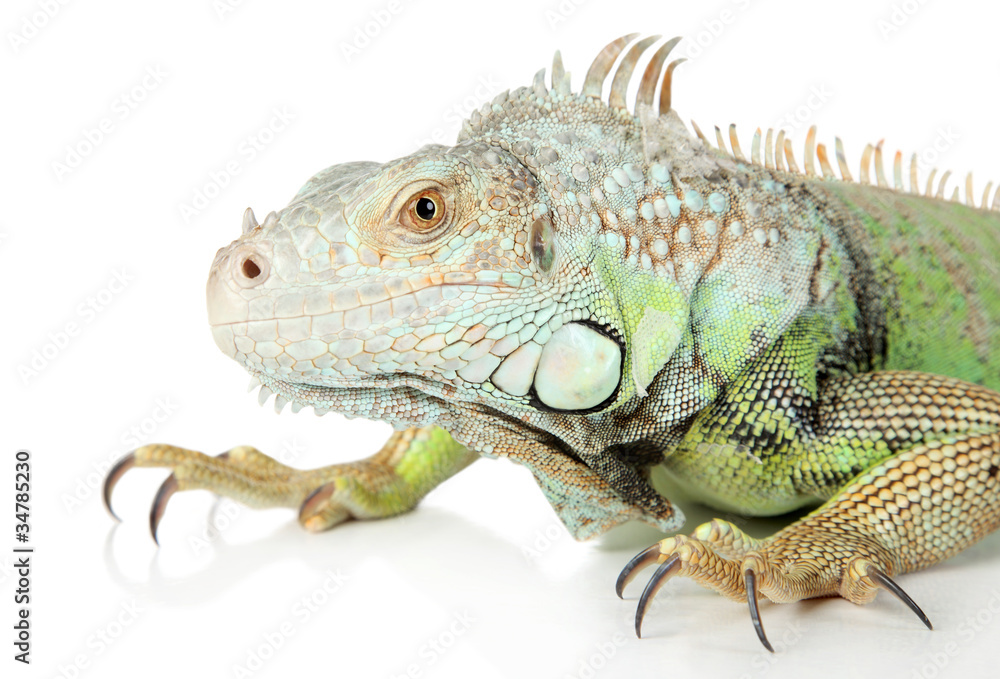 Obraz premium Iguana. Close-up portrait on a white background