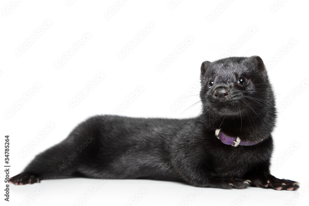 American mink on white background American mink on white background