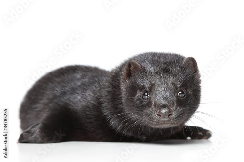 American mink on white background photo