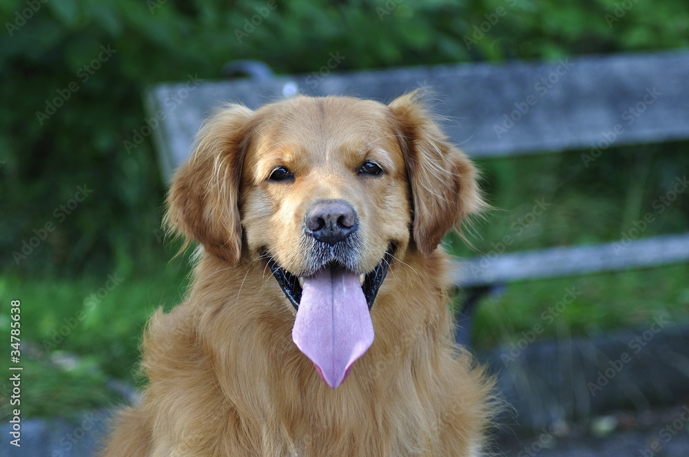 Golden Retriever face in park front