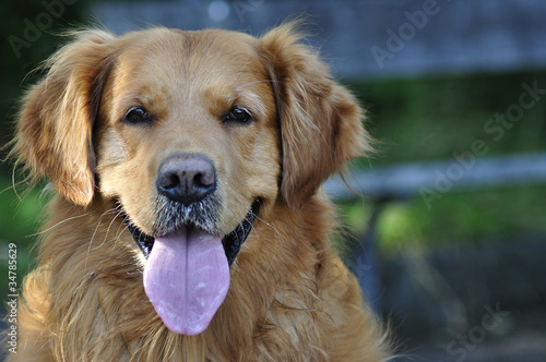 Golden Retriever face in park 3