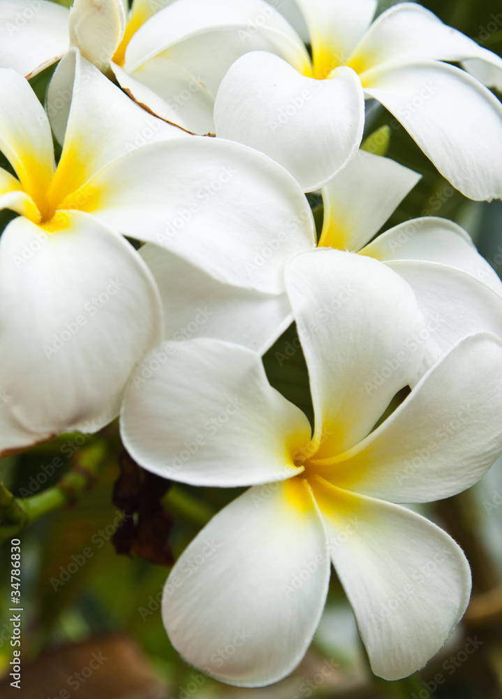 Obraz premium white plumeria flowers