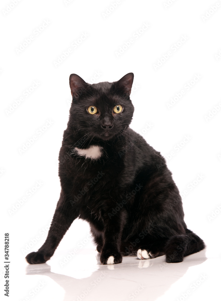 Obraz premium chat noir