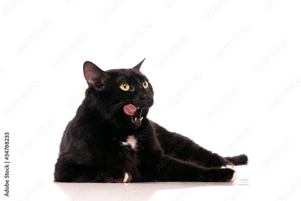 chat noir qui se lèche les babines StockFoto Adobe Stock