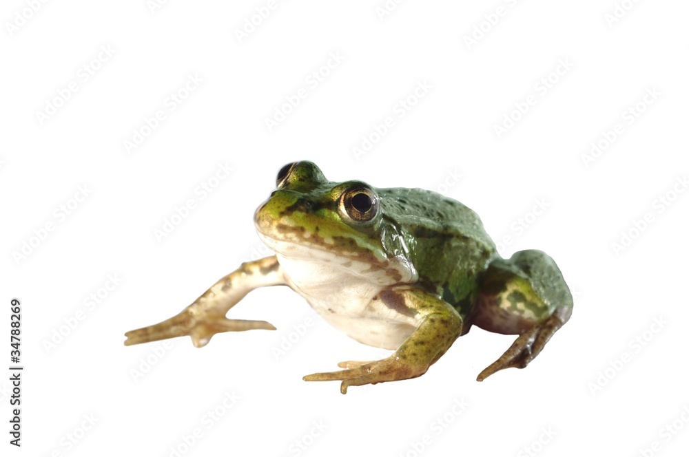 Fototapeta premium sitting frog