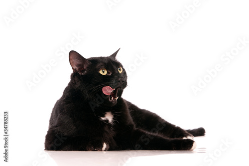 Fototapeta Naklejka Na Ścianę i Meble -  chat noir qui se lèche les babines