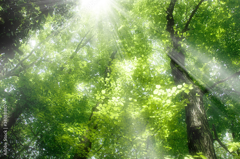 Fototapeta premium Świeży zielony las