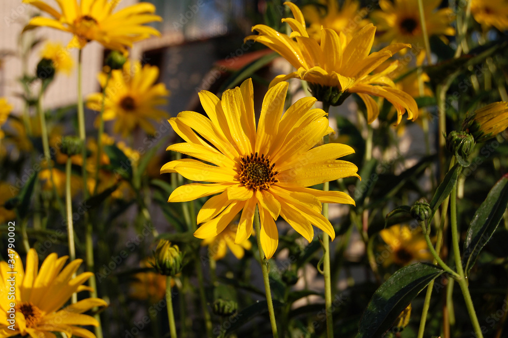 Obraz premium margueritte