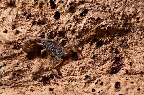 Scorpion © Anna Łotowska