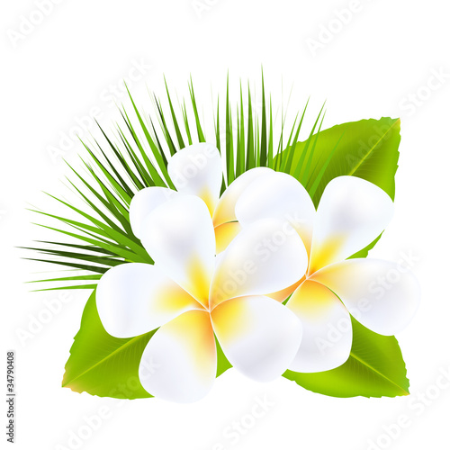 Frangipani