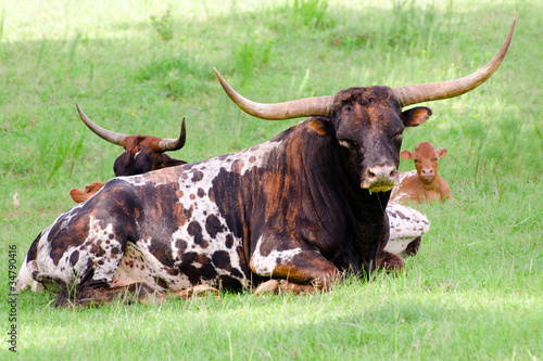 Longhorn bull resting in field