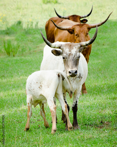 Longhorn cattle grazing in field