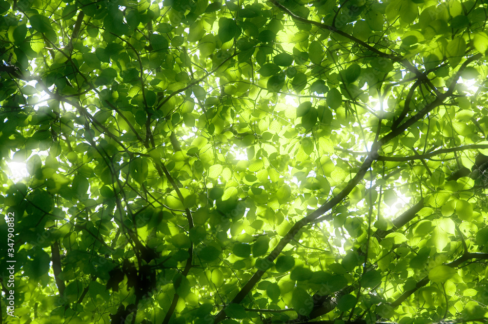 新緑の森 新緑の森