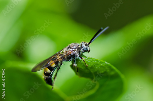 mammoth wasp in green nature © sweetcrisis