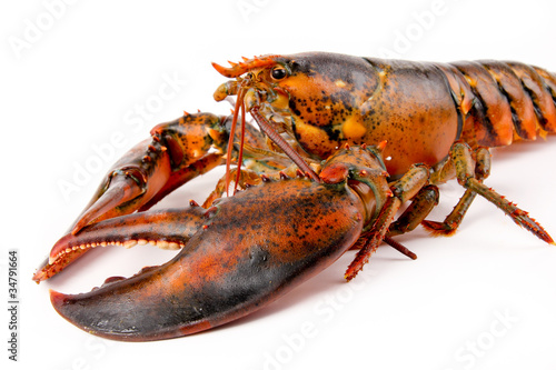Fresh Live Lobster