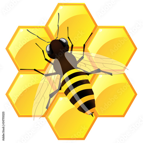 Bee with honeycombs