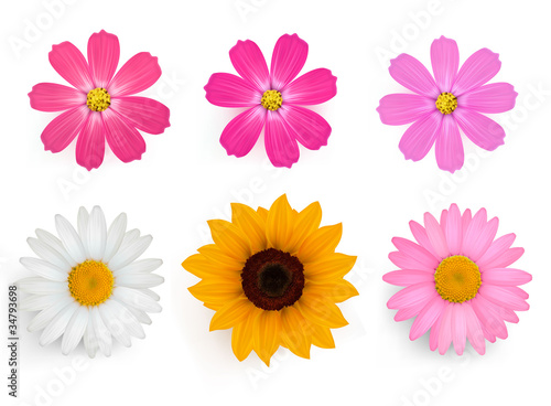 Big set of beautiful colorful flowers. Vector illustration. © allegro