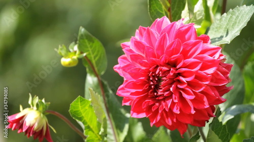 Red Dahlia