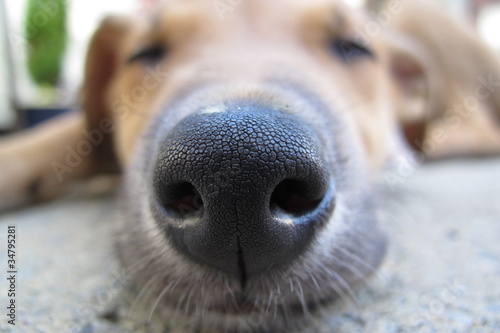 Obraz na płótnie Dog's nose