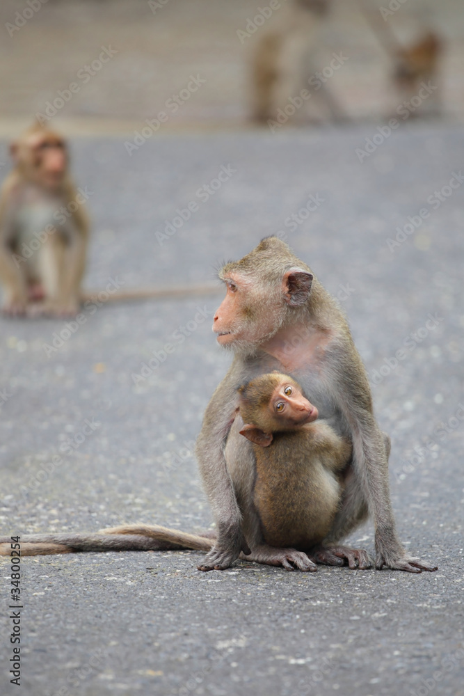 Fototapeta premium little monkey hug on mom