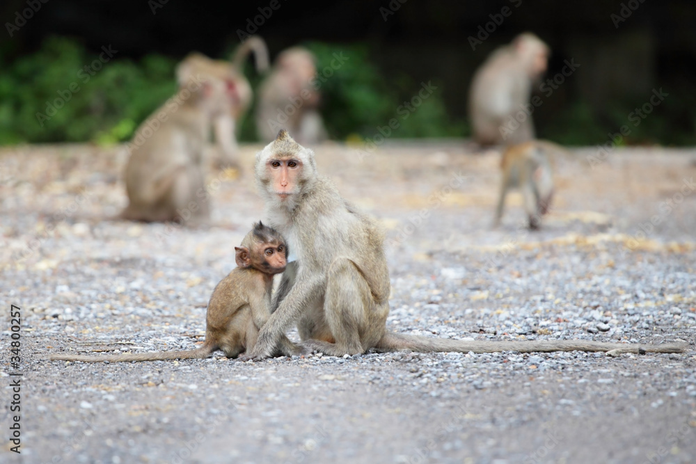 little monkey and mom