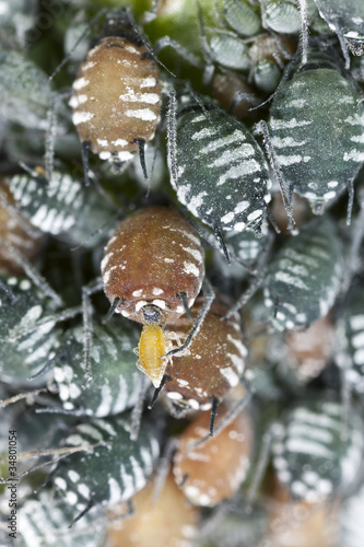 Aphids and parasites  extreme close up