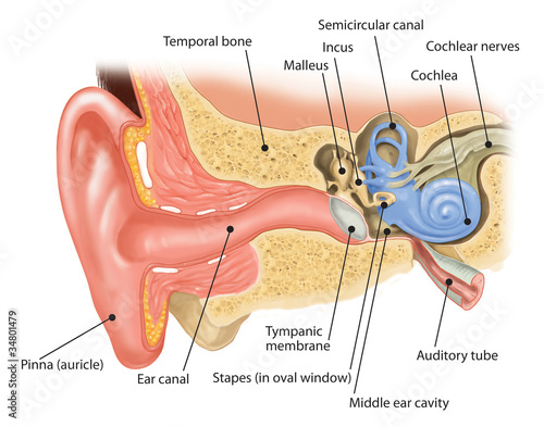 Cross-section illustration showing the internal structure of the human ear