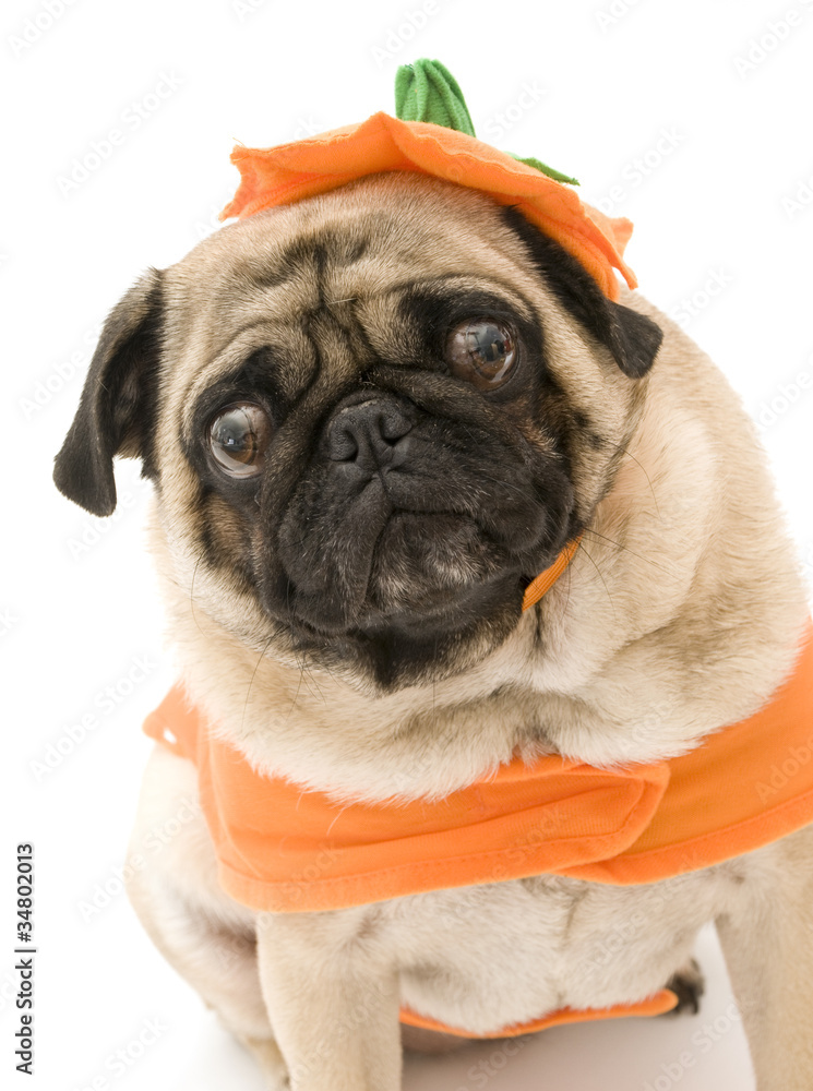 Pumpkin Pug