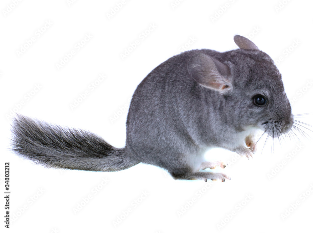 Obraz premium Gray ebonite chinchilla on white background.