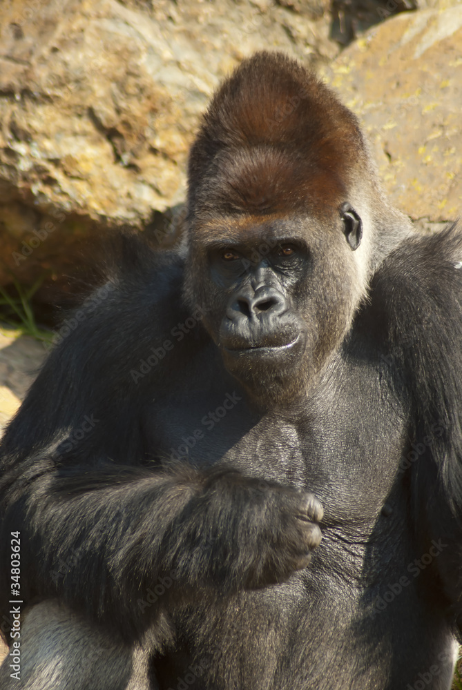 Close-up of gorilla