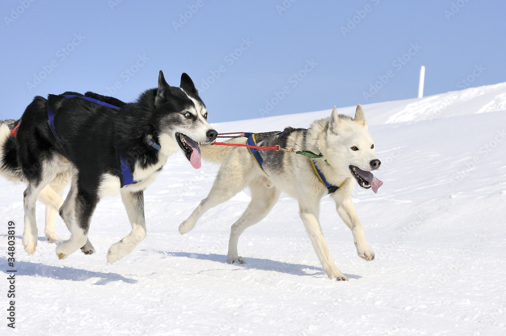 Naklejka premium sportive dogs