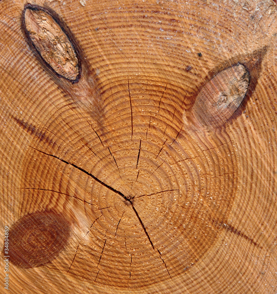 Fototapeta premium Cross section of tree with knots