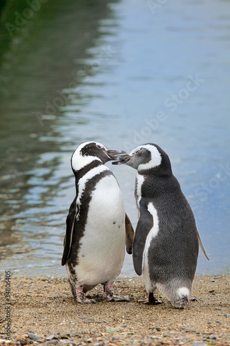 pair of penguins