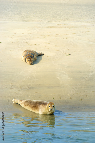 Seal in Dutch sea photo