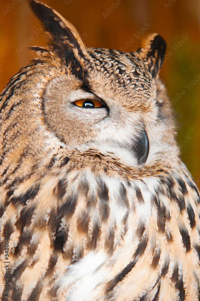 Eurasian Eagle-owl Eurasian Eagle-owl