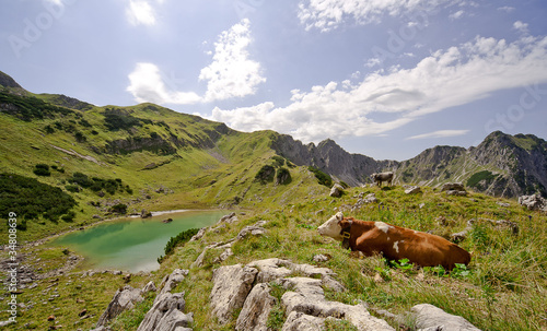 Rinder auf der Sommerweide am oberen Gaisalpsee