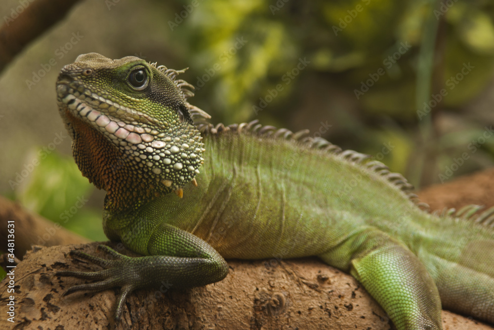 Obraz premium legwan