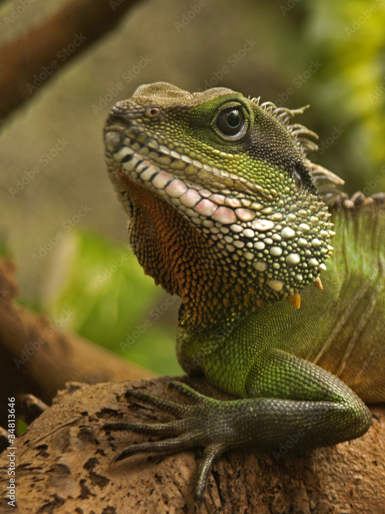 Fototapeta premium legwan