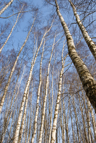 spring forests birches on sky bacground