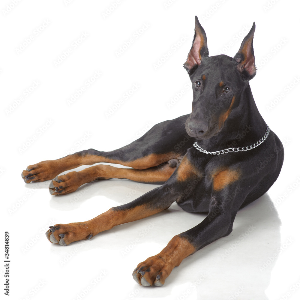 Puppy od doberman laying