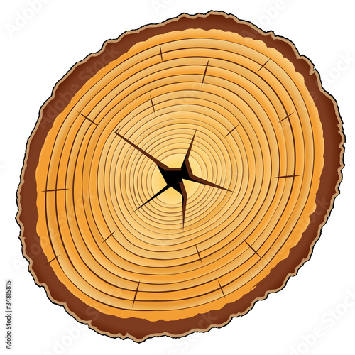 wooden cross section
