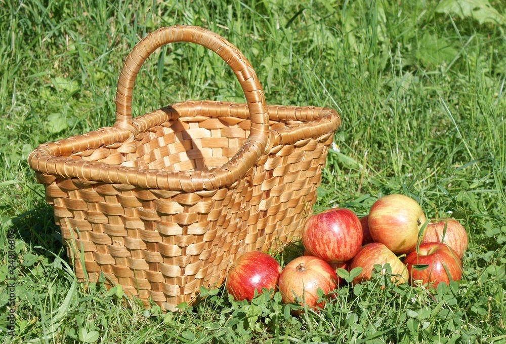 Apples with wooden basket in grass Apples with wooden basket in grass