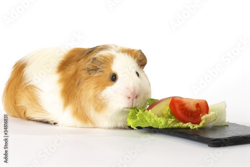 cochon d'inde mangeant des fruits et légumes