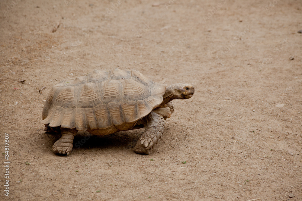 Fototapeta premium черепаха